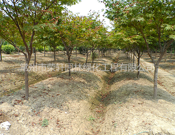 苗圃基地紅楓養護